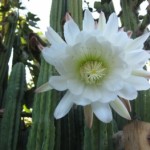 san pedro workshops and spiritual retreats san pedro workshops and spiritual retreats