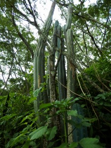 san pedro cactus retreats in vilcabamba ecuador